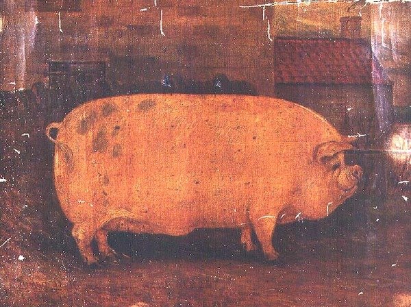 奖猪珍宝II 作者 威廉·亨德森