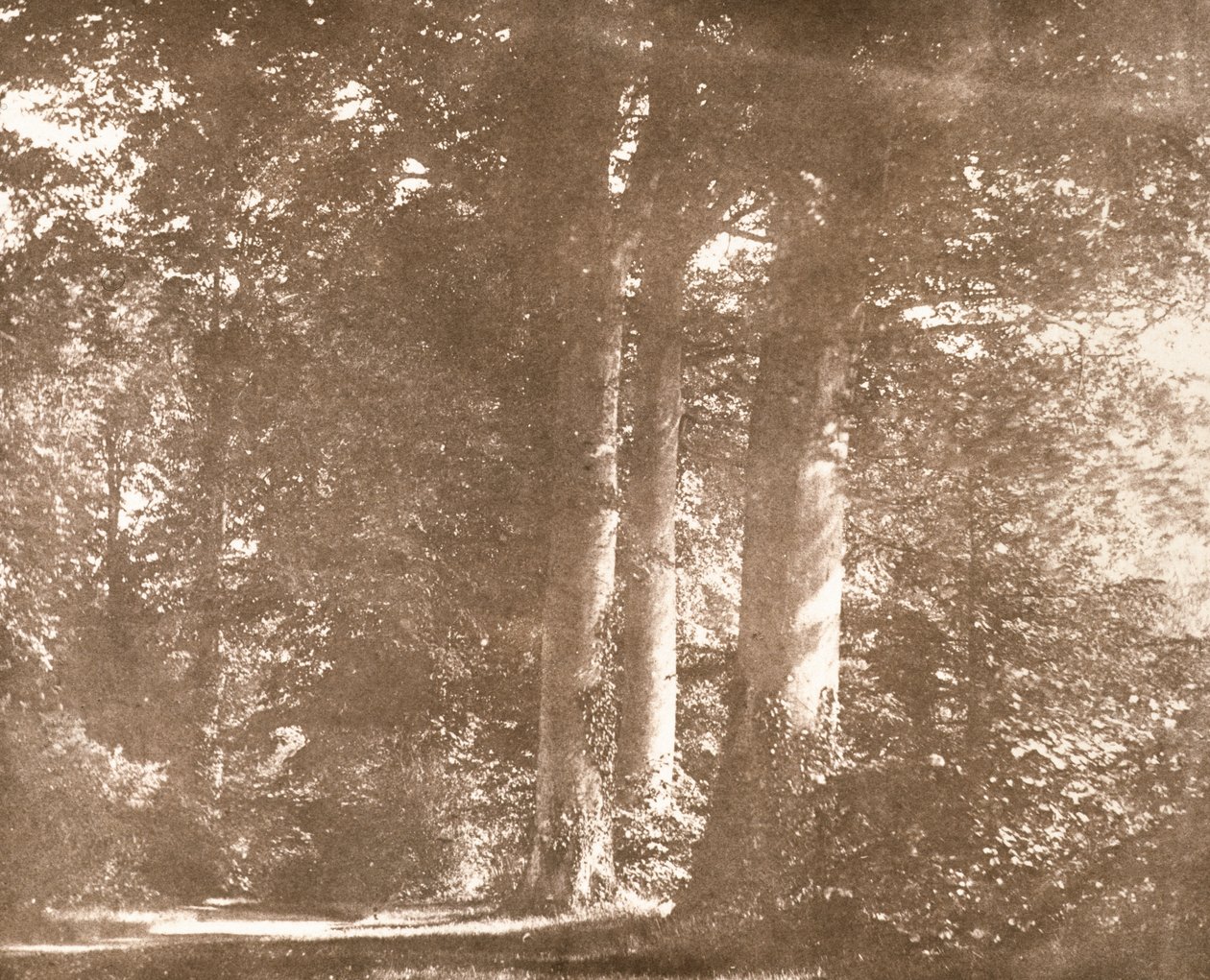 山毛榉树，拉科克修道院，1844年（棕褐色照片） 作者 威廉·亨利·福克斯·塔尔伯特