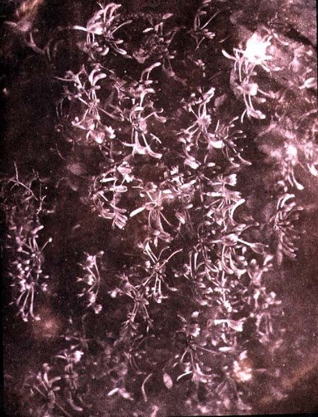 金银花，1840年6月（棕褐色照片）。 作者 威廉·亨利·福克斯·塔尔伯特