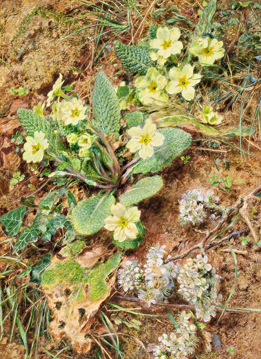 Primroses银行和Blackthorn 作者 威廉·亨利·亨特