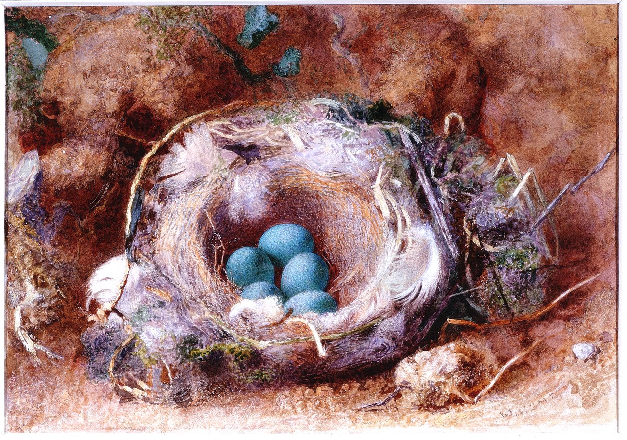 鸟巢，约 1825-1850 年（水彩和水粉画） 作者 威廉·亨利·亨特