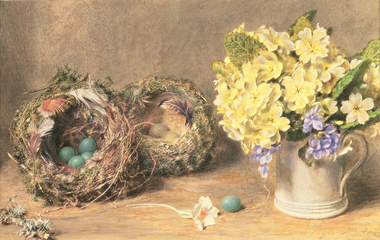 春花鸟巢，c.1830（纸本水彩画和彩绘） 作者 威廉·亨利·亨特