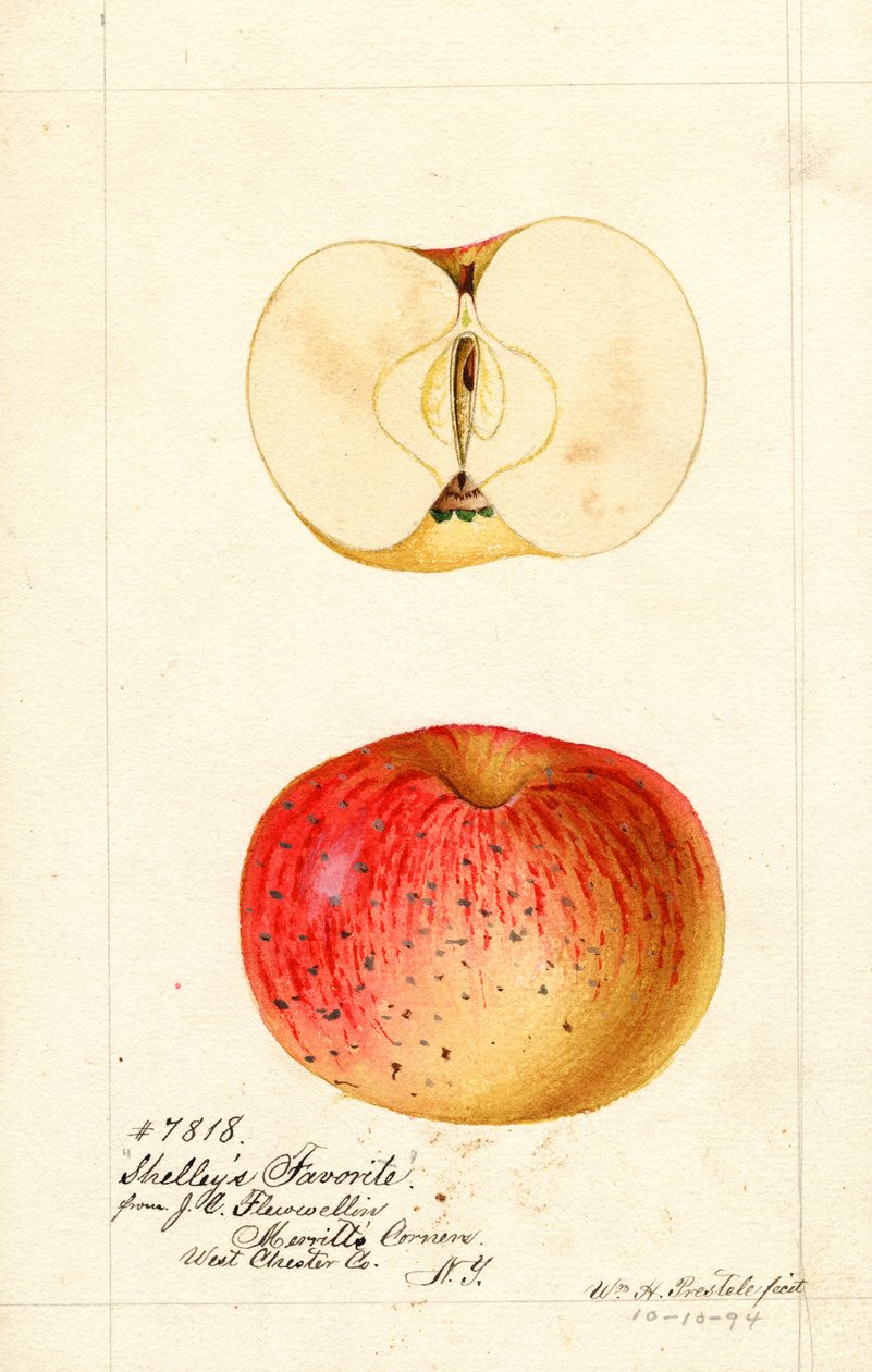 雪莱最喜欢的苹果（Malus domestica）（水彩画） 作者 威廉·亨利·普雷斯特尔