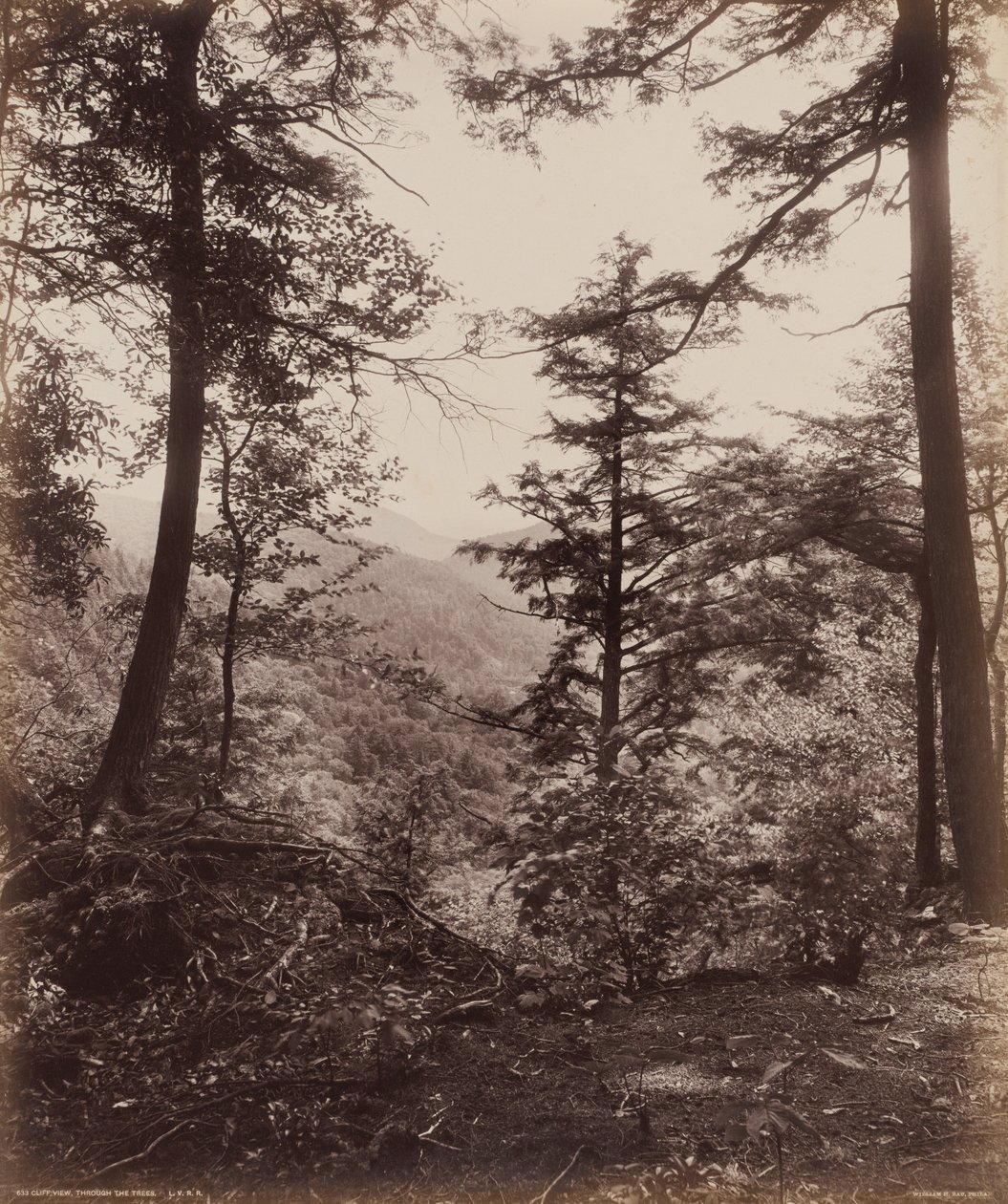 悬崖景观，穿过树林，约 1895 年（照片1895 年（照片） 作者 威廉·赫尔曼·劳