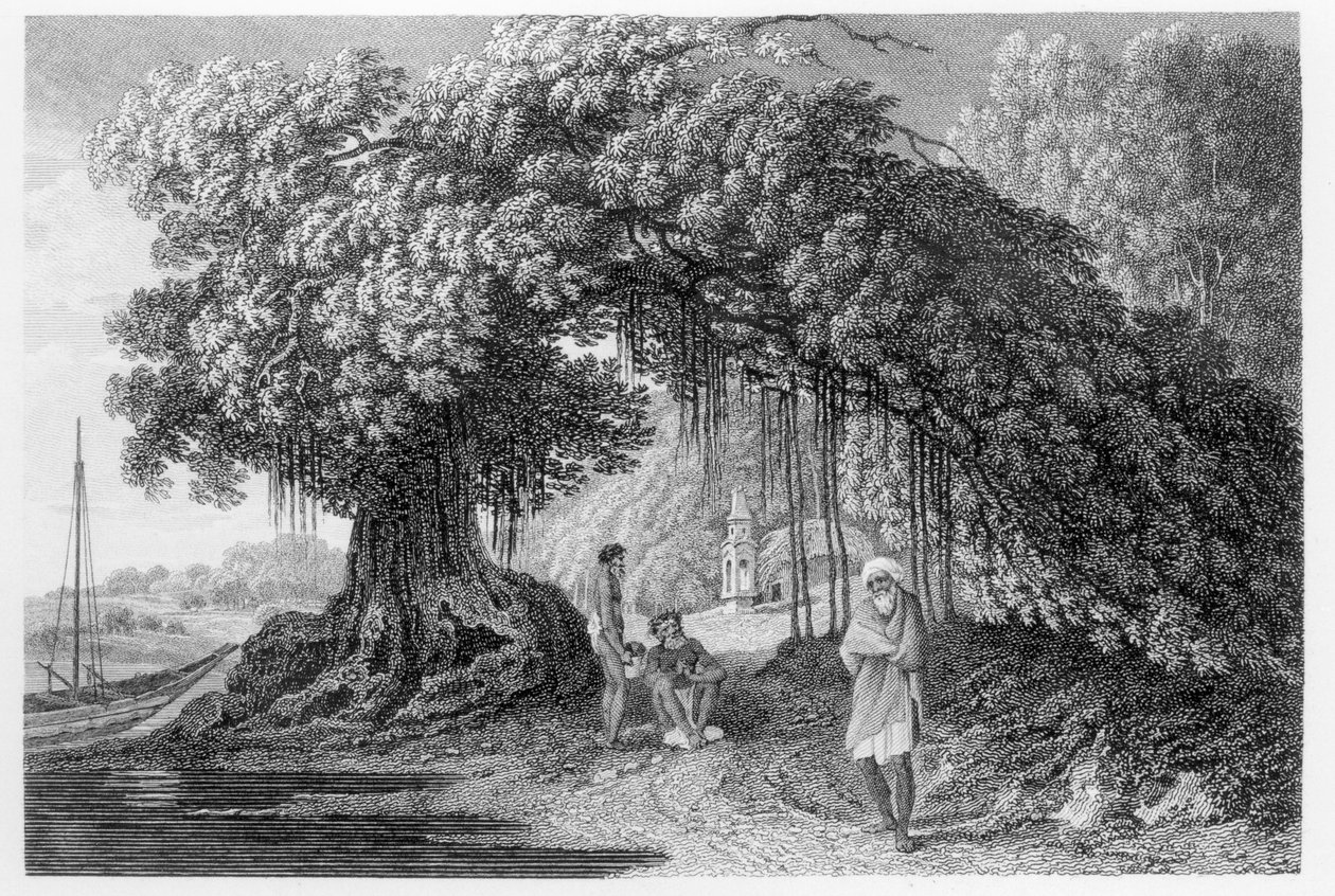 一棵榕树，来自1780年至1883年的“印度旅行”，William Hodges，由Benjamin Pouncy雕刻（fl.1772-99）1792年出版 作者 威廉·霍奇斯