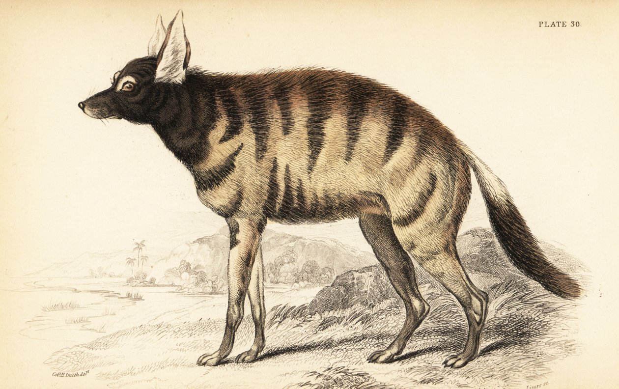 Aardwolf, Proteles cristata (Proteles lalandii, Viverra hyaenoides) 作者 威廉家蜥蜴队