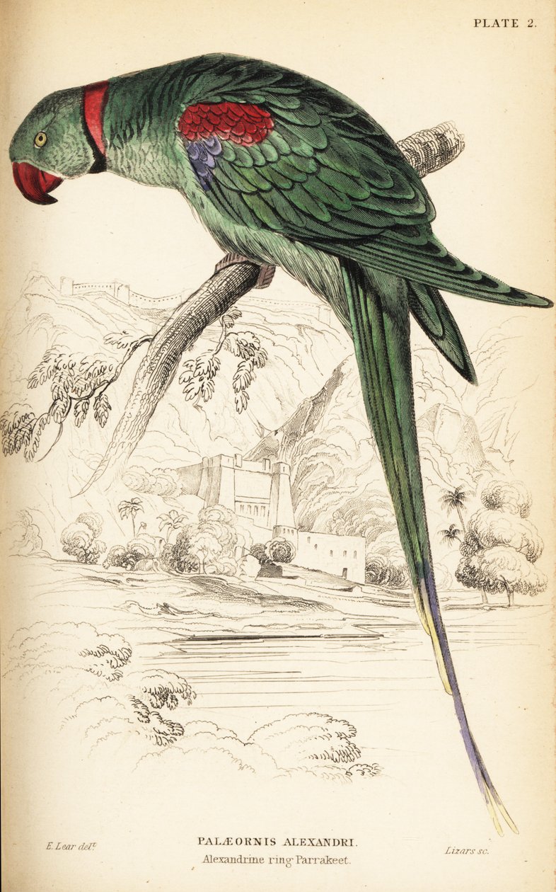 亚历山大鹦鹉或亚历山大鹦鹉，Psittacula eupatria 作者 威廉家蜥蜴队