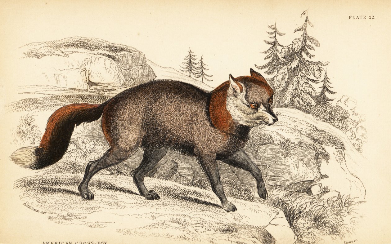American cross-fox, Vulpes vulpes 作者 威廉家蜥蜴队