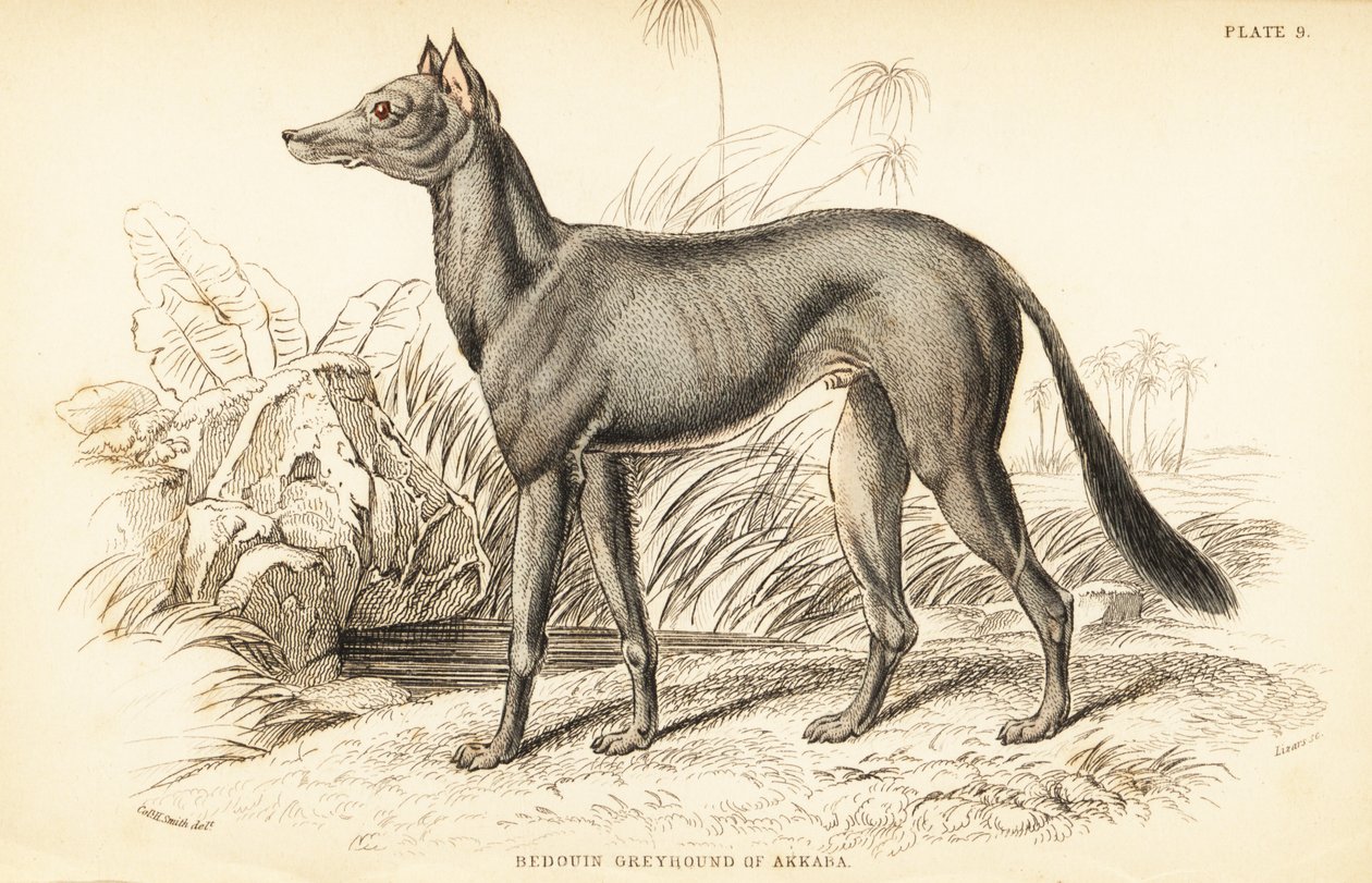 阿拉伯灰狗, Canis lupus familiaris 作者 威廉家蜥蜴队