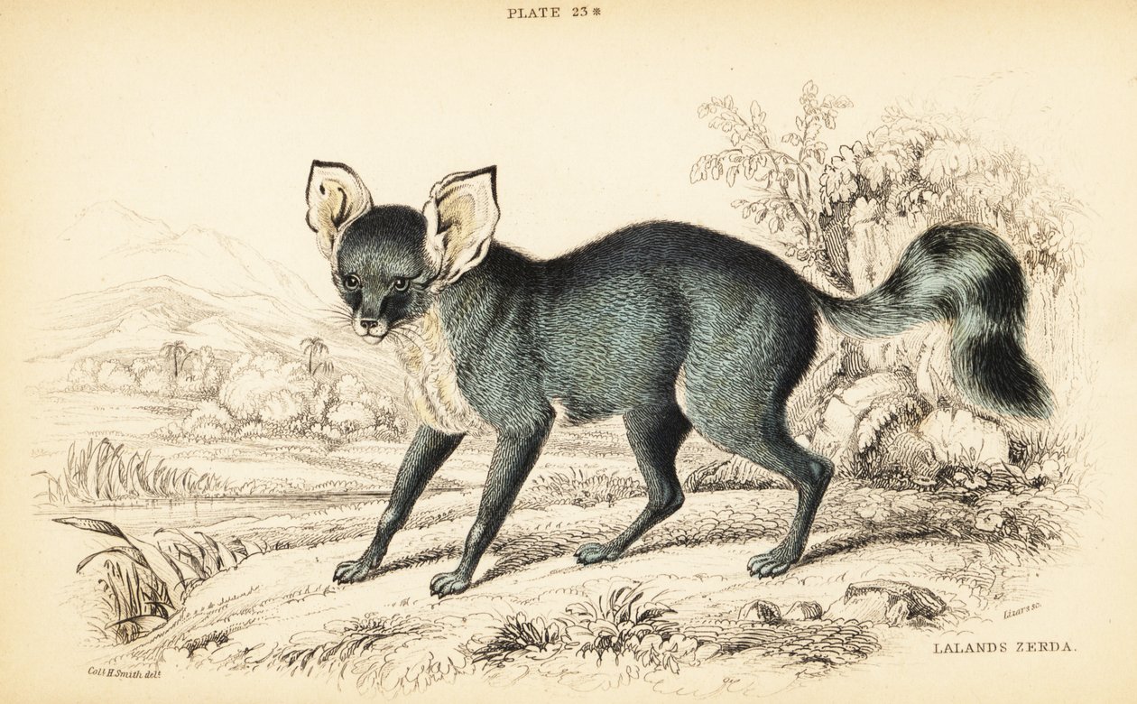Bat-eared fox, Otocyon megalotis (Lalande
