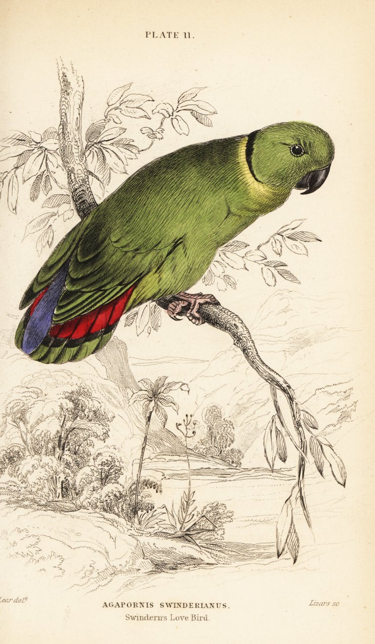 Black-collared lovebird, Agapornis swindernianus 作者 威廉家蜥蜴队