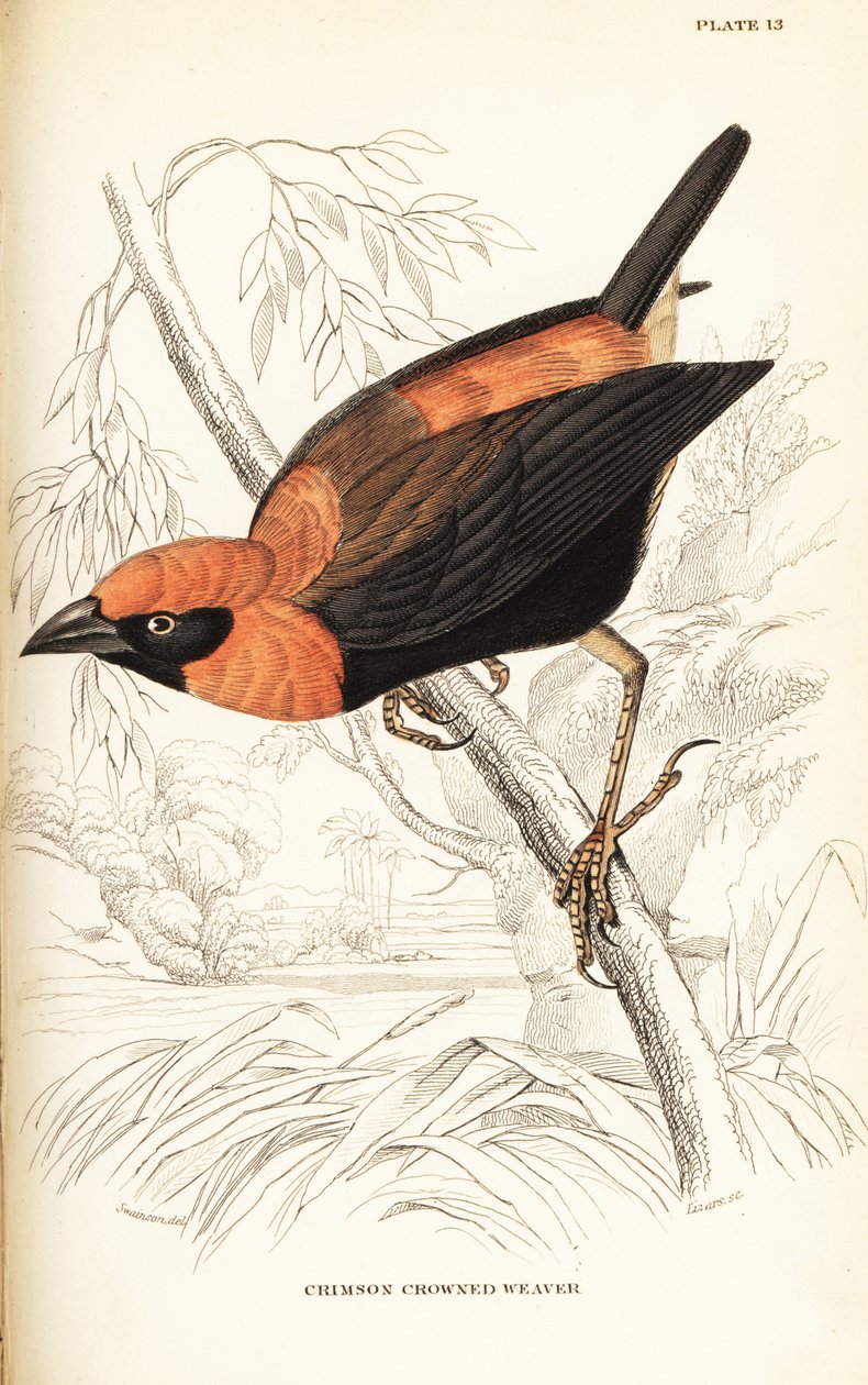 黑翅红衣主教，Euplectes hordeaceus (绯红冠织女，Euplectes flammiceps) 作者 威廉家蜥蜴队