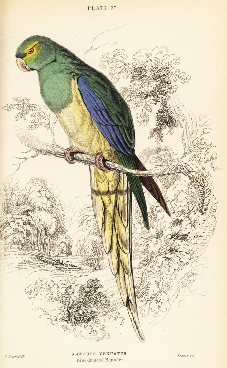 蓝翅鹦鹉，Neophema chrysostoma 作者 威廉家蜥蜴队