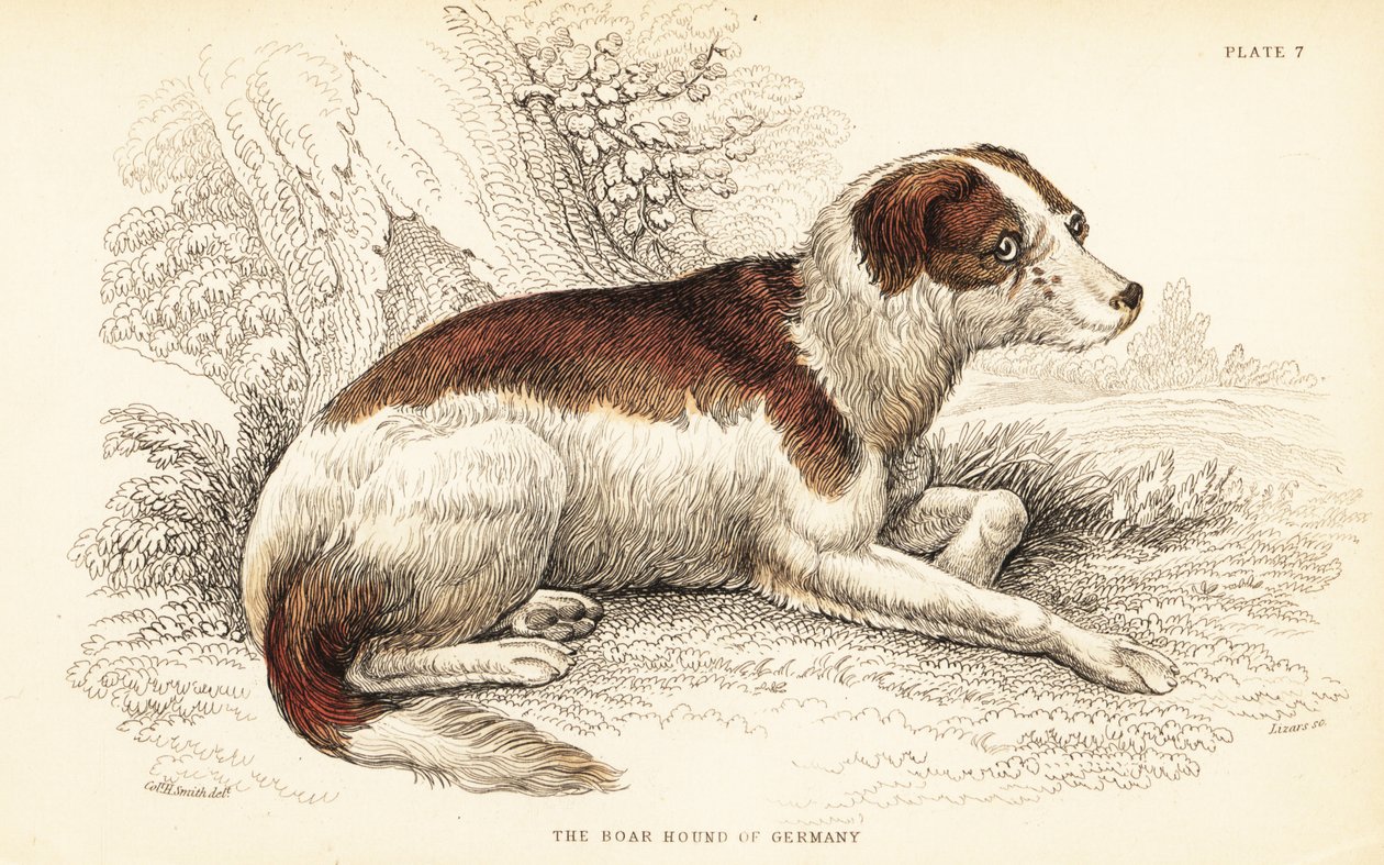 德国的野猪猎犬，Canis lupus fusionis (Canis suillus) 作者 威廉家蜥蜴队