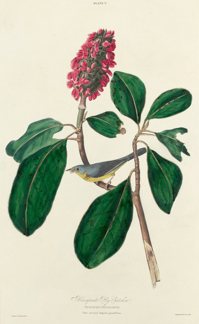 波拿巴捕蝇者，1827年。 作者 威廉家蜥蜴队