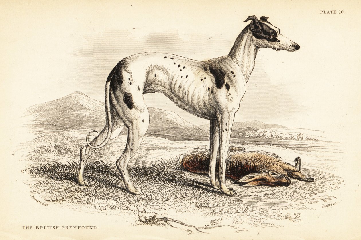 英国灰狗（Canis lupus familiaris）（Canis leporarius）。 作者 威廉家蜥蜴队