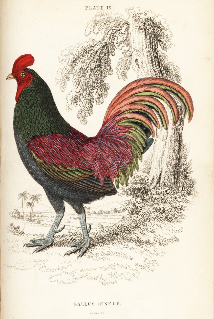 Bronzed cock of Sumatra, Gallus aeneus 作者 威廉家蜥蜴队