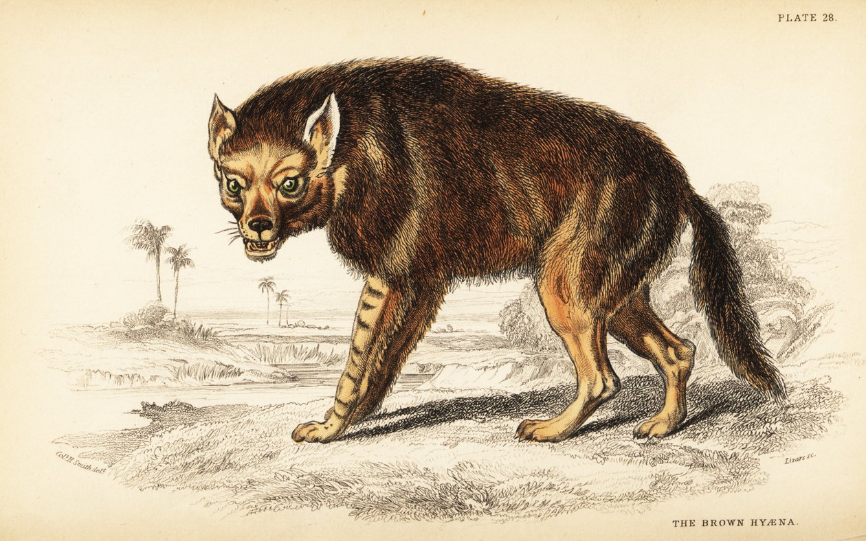 棕色鬣狗或流浪狼，Hyaena brunnea (Hyaena fusca) 作者 威廉家蜥蜴队