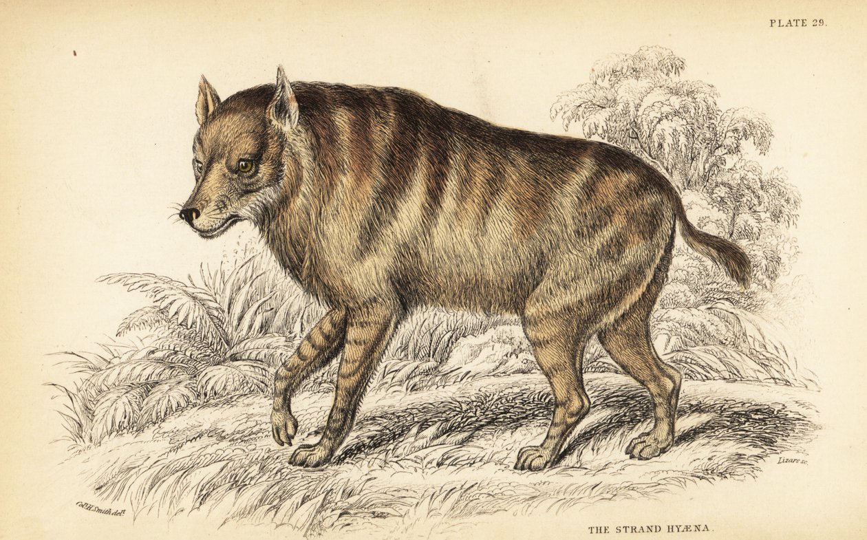 Brown hyena or strandwolf, Hyaena brunnea (Strand hyena, Hyaena villosa) 作者 威廉家蜥蜴队