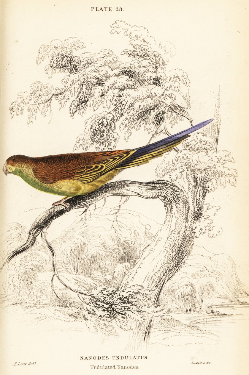 虎皮鹦鹉, Melopsittacus undulatus 作者 威廉家蜥蜴队