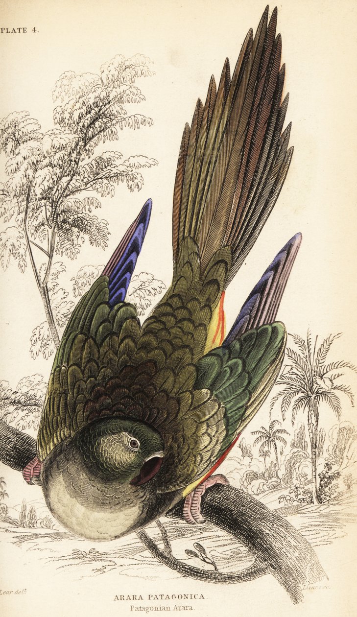Burrowing parrot or Patagonian conure, Cyanoliseus patagonus 作者 威廉家蜥蜴队