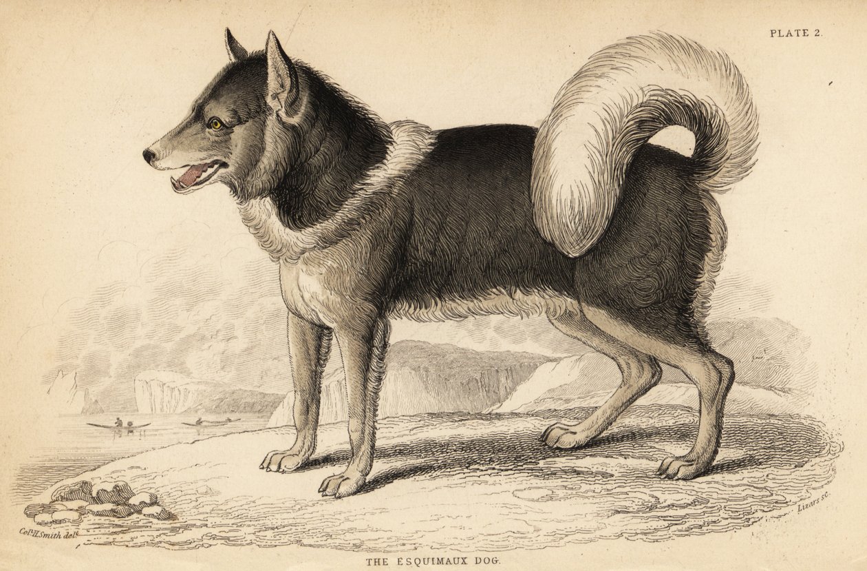 加拿大爱斯基摩犬（qimmiq），Canis lupus familiaris 作者 威廉家蜥蜴队