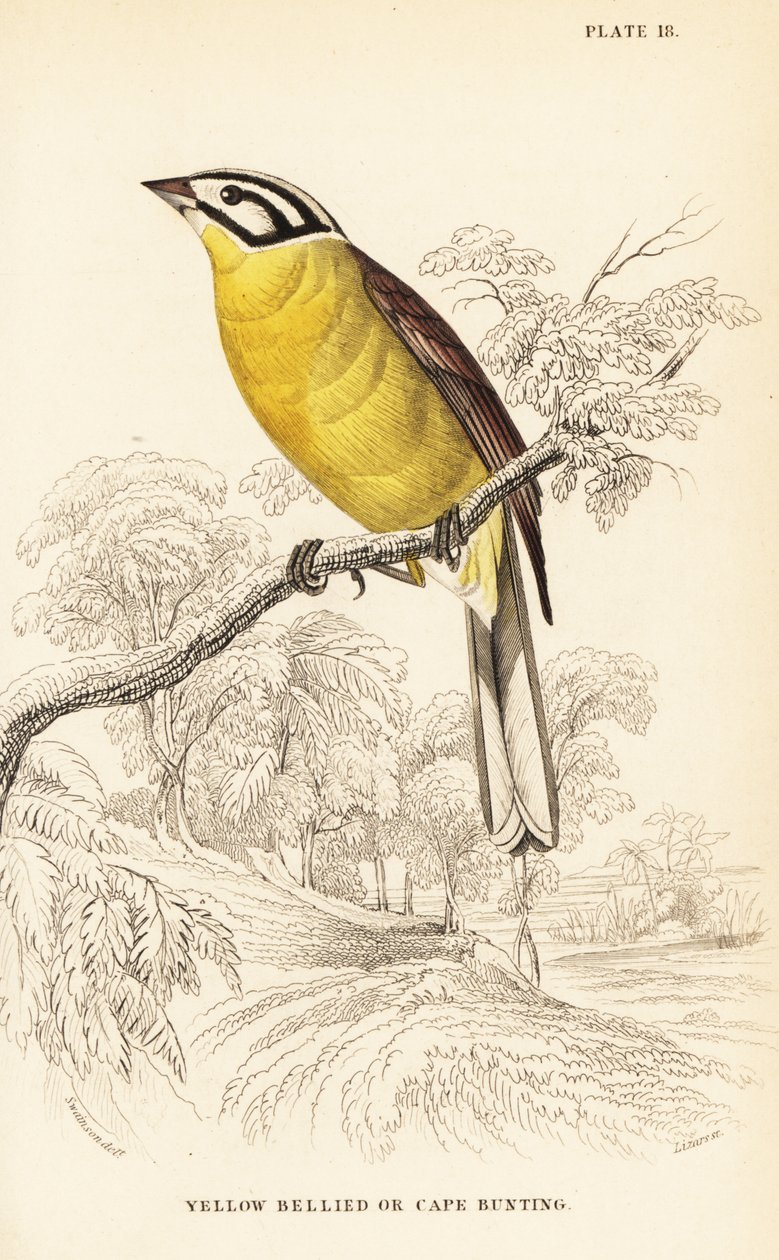 Cape bunting, Emberiza capensis（黄腹彩旗，Fringillaria capensis） 作者 威廉家蜥蜴队