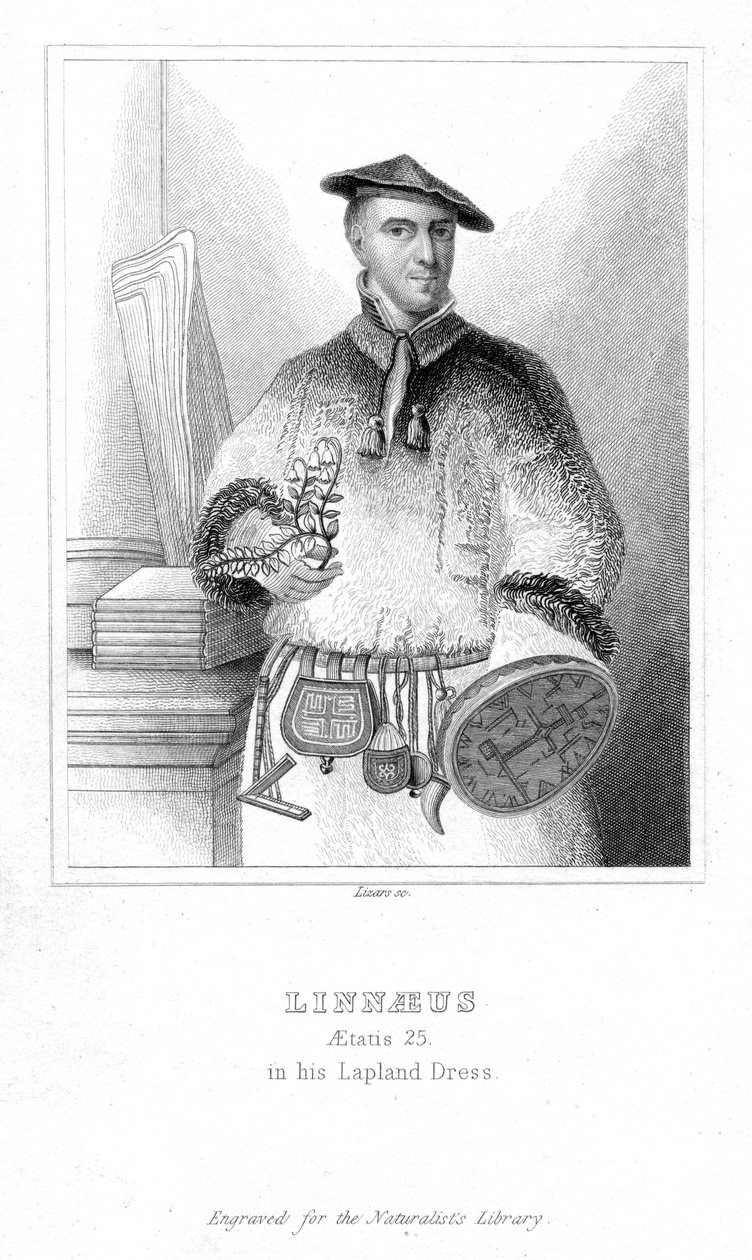 Carolus Linnaeus，瑞典博物学家，1932年19世纪初 作者 威廉家蜥蜴队