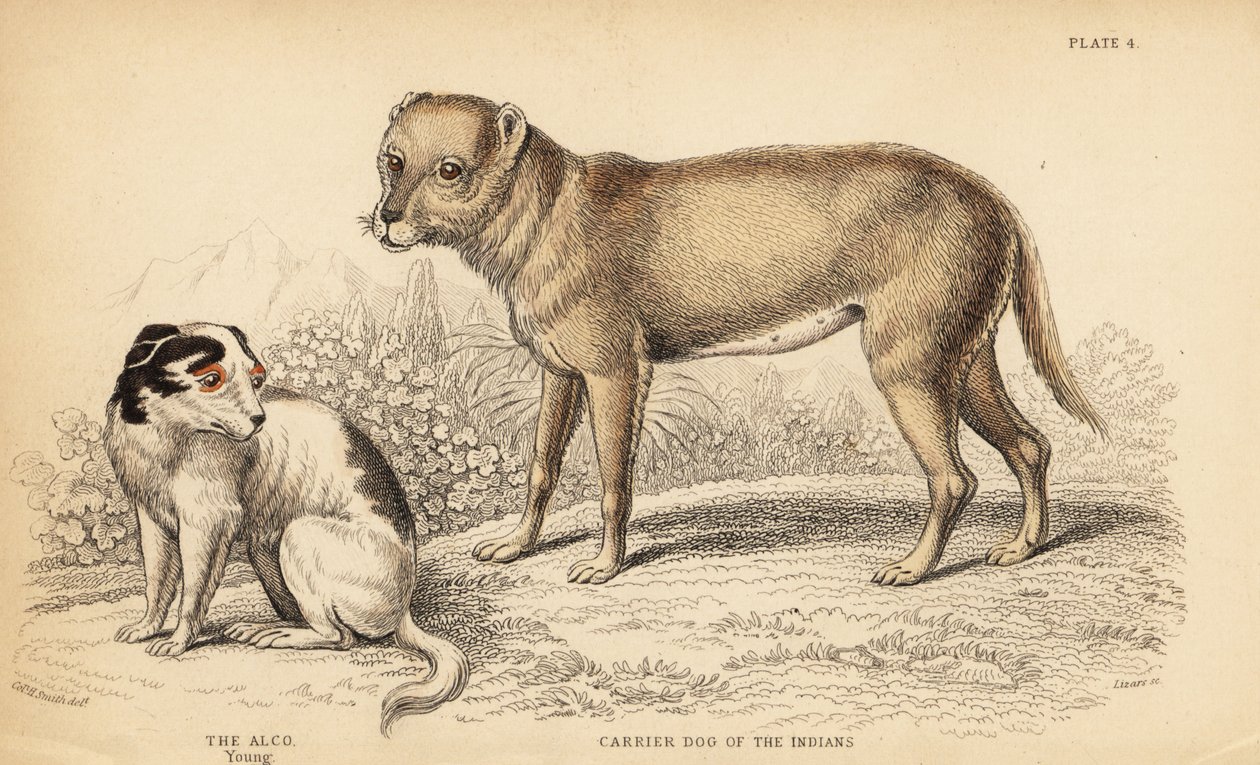 印第安人的运载犬或墨西哥的 Techichi，奇瓦瓦犬的祖先 Canis lupusfamiliais 和一只年轻的 Alco 犬，墨西哥的 Yzi-cuinte potzotli，Canis lupusfamiliais (Canis alco) 作者 威廉家蜥蜴队