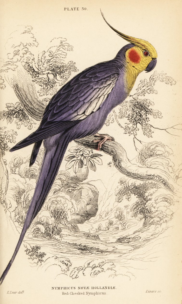 Cockatiel, Nymphicus hollandicus 作者 威廉家蜥蜴队