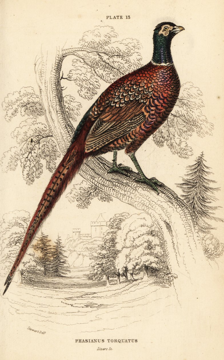 Common pheasant (ring-necked), Phasianus colchicus torquatus (Phasianus torquatus) 作者 威廉家蜥蜴队