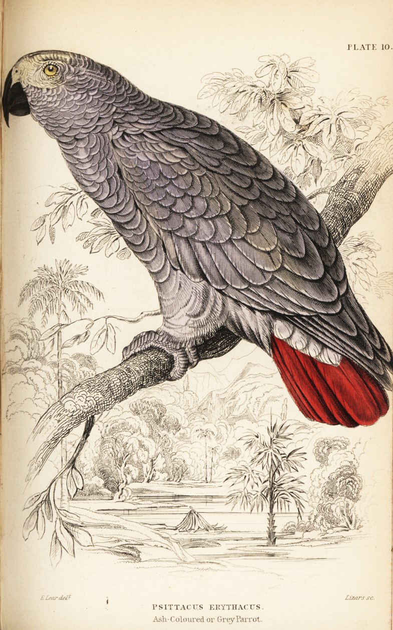 Congo grey parrot, Psittacus erythacus 作者 威廉家蜥蜴队