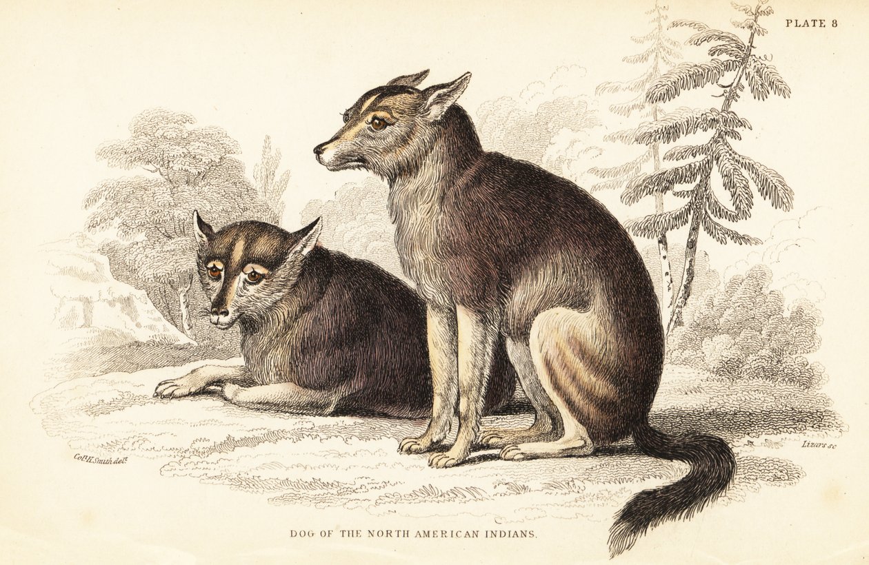郊狼，Canis latrans 作者 威廉家蜥蜴队