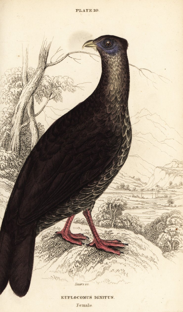 Crested fireback, Lophura ignita, 雌性 (The Macartney cock, Euplocomus ignitus) 作者 威廉家蜥蜴队