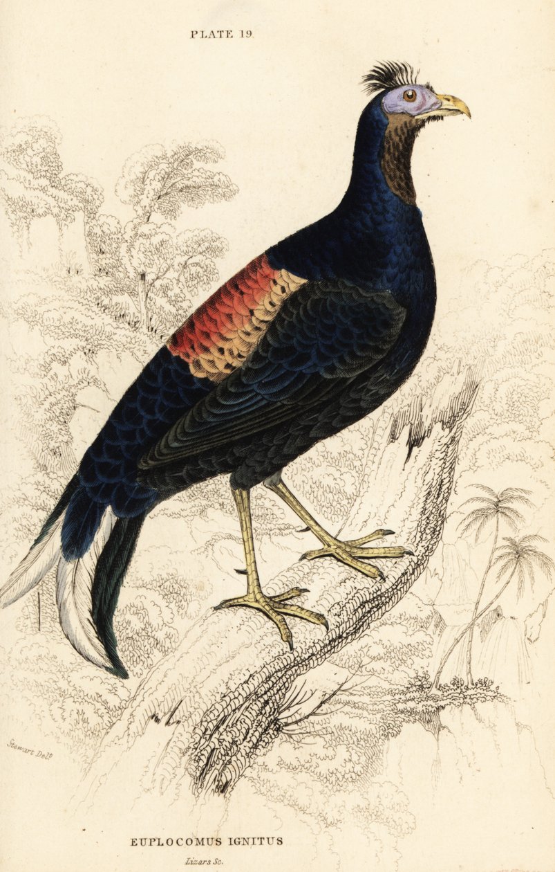 凤头火鸡，Lophura ignita，雄性（马卡尼公鸡，Euplocomus ignitus）。 作者 威廉家蜥蜴队