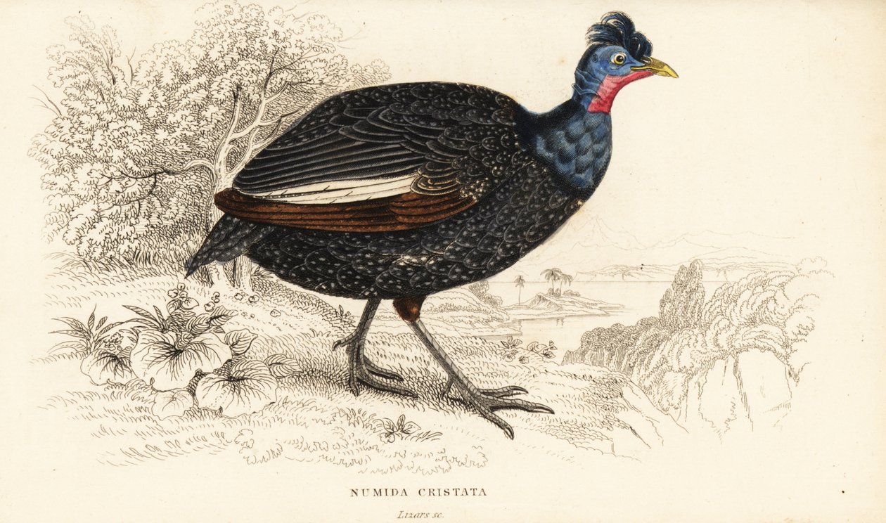 凤头珍珠鸡，Guttera pucherani (Numida cristata) 作者 威廉家蜥蜴队
