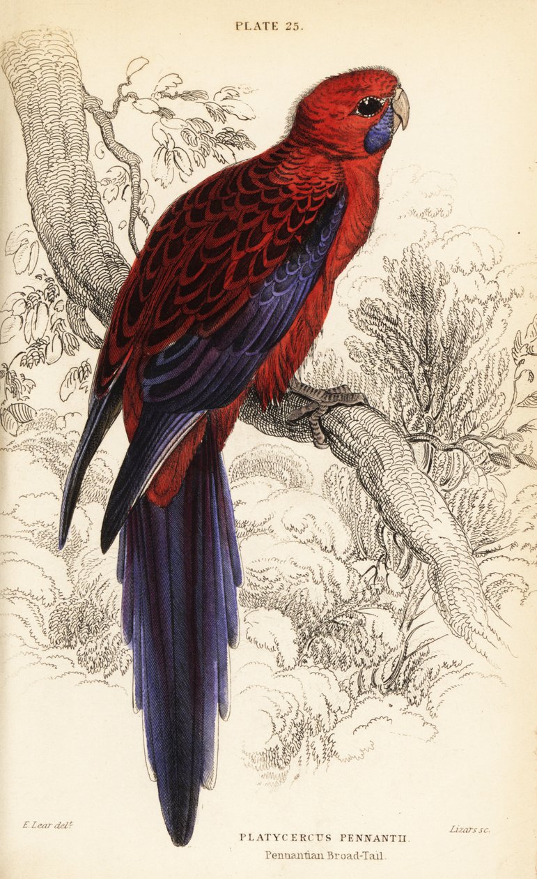 Crimson rosella, Platycercus elegans 作者 威廉家蜥蜴队