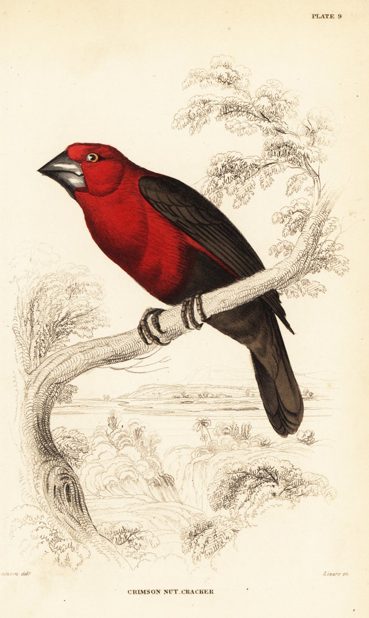 绯红胡桃夹子，Pyrenestes sanguineus sanguineus（绯红胡桃夹子，Pirenestes sanguineus）。 作者 威廉家蜥蜴队