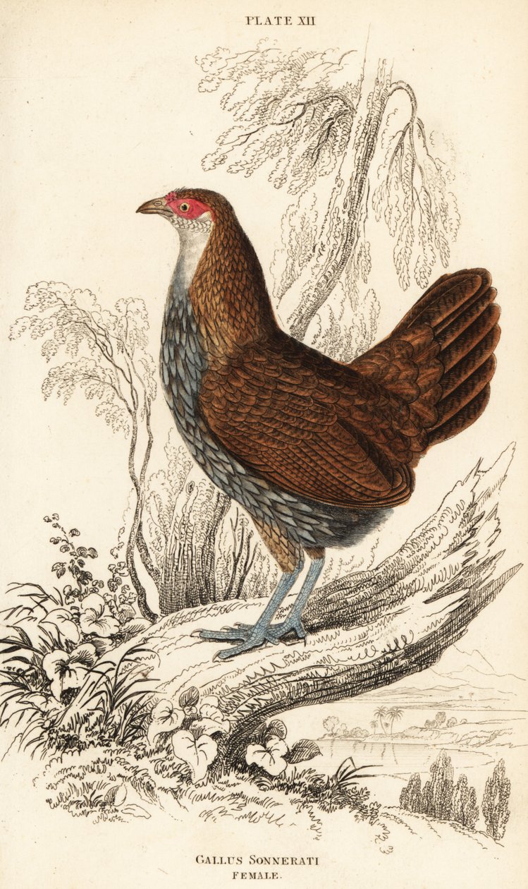 雌性灰色丛林鸟或桑纳特丛林鸟，Gallus sonneratii（Gallus sonnerati）。 作者 威廉家蜥蜴队