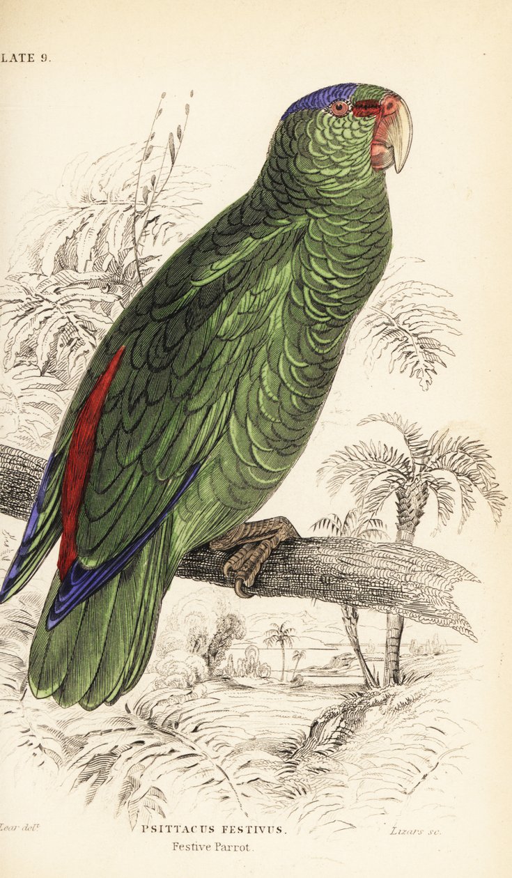 Festive amazon, Amazona festiva 作者 威廉家蜥蜴队