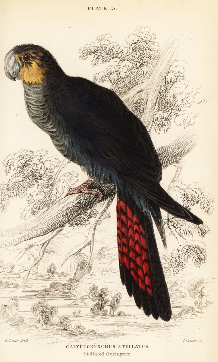 有光泽的黑凤头鹦鹉，Calyptorhynchus lathami 作者 威廉家蜥蜴队