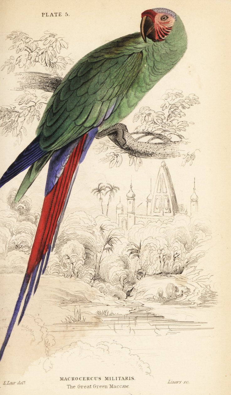 Great green macaw, Ara ambiguus 作者 威廉家蜥蜴队