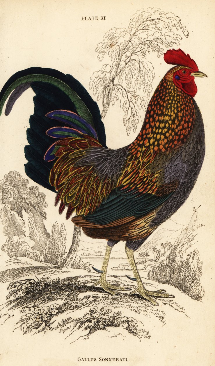 灰原鸡或 Sonnerat 的原鸡，Gallus sonneratii (Gallus sonnerati) 作者 威廉家蜥蜴队