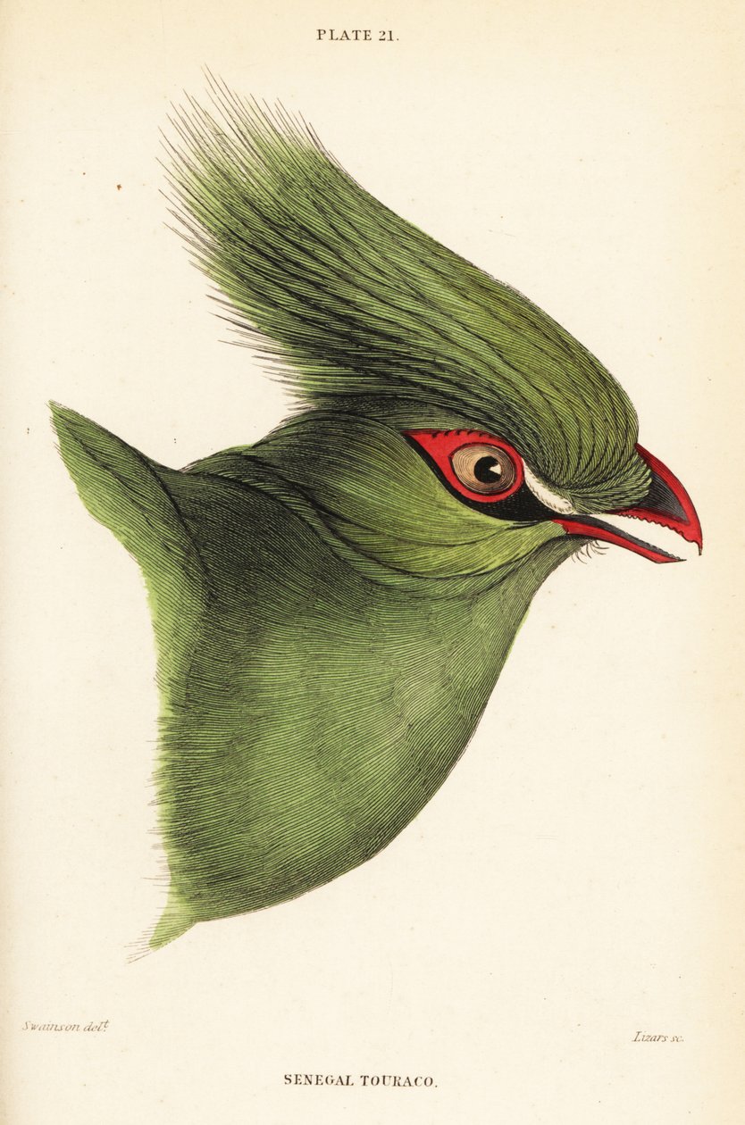 几内亚 turaco 的头，Tauraco persa buffoni 作者 威廉家蜥蜴队