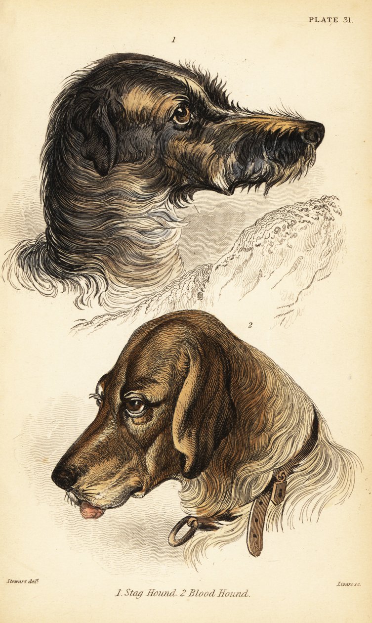 猎鹿犬1号和血猎犬2号的头部，熟悉的狼犬（Canis sagaces和Canis sanguinarius）。 作者 威廉家蜥蜴队