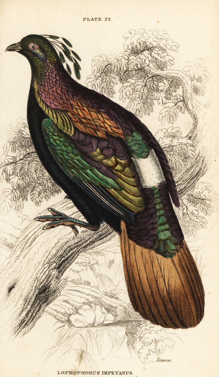 喜马拉雅monal，雄性，Lophophorus impejanus 作者 威廉家蜥蜴队