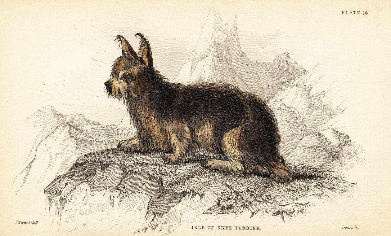 斯凯岛梗，熟悉狼犬（Canis terrarius）。 作者 威廉家蜥蜴队