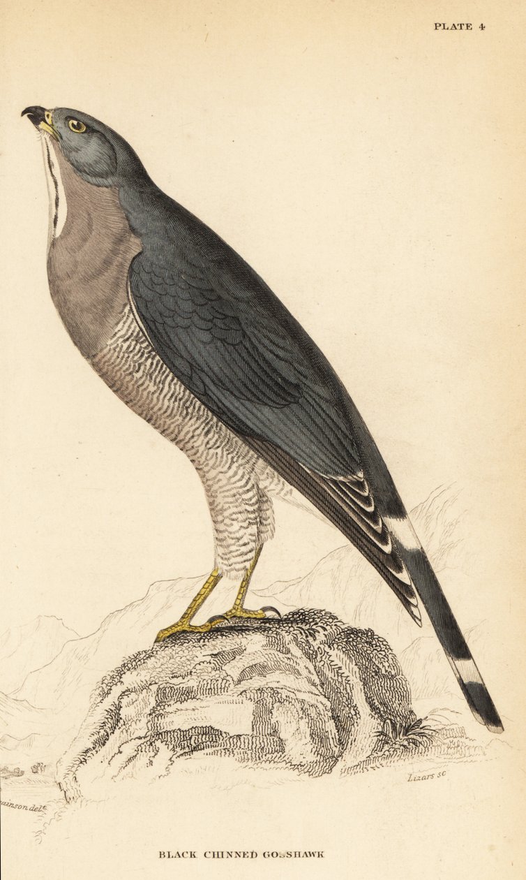 Lizard buzzard, Kaupifalco monogrammicus 作者 威廉家蜥蜴队