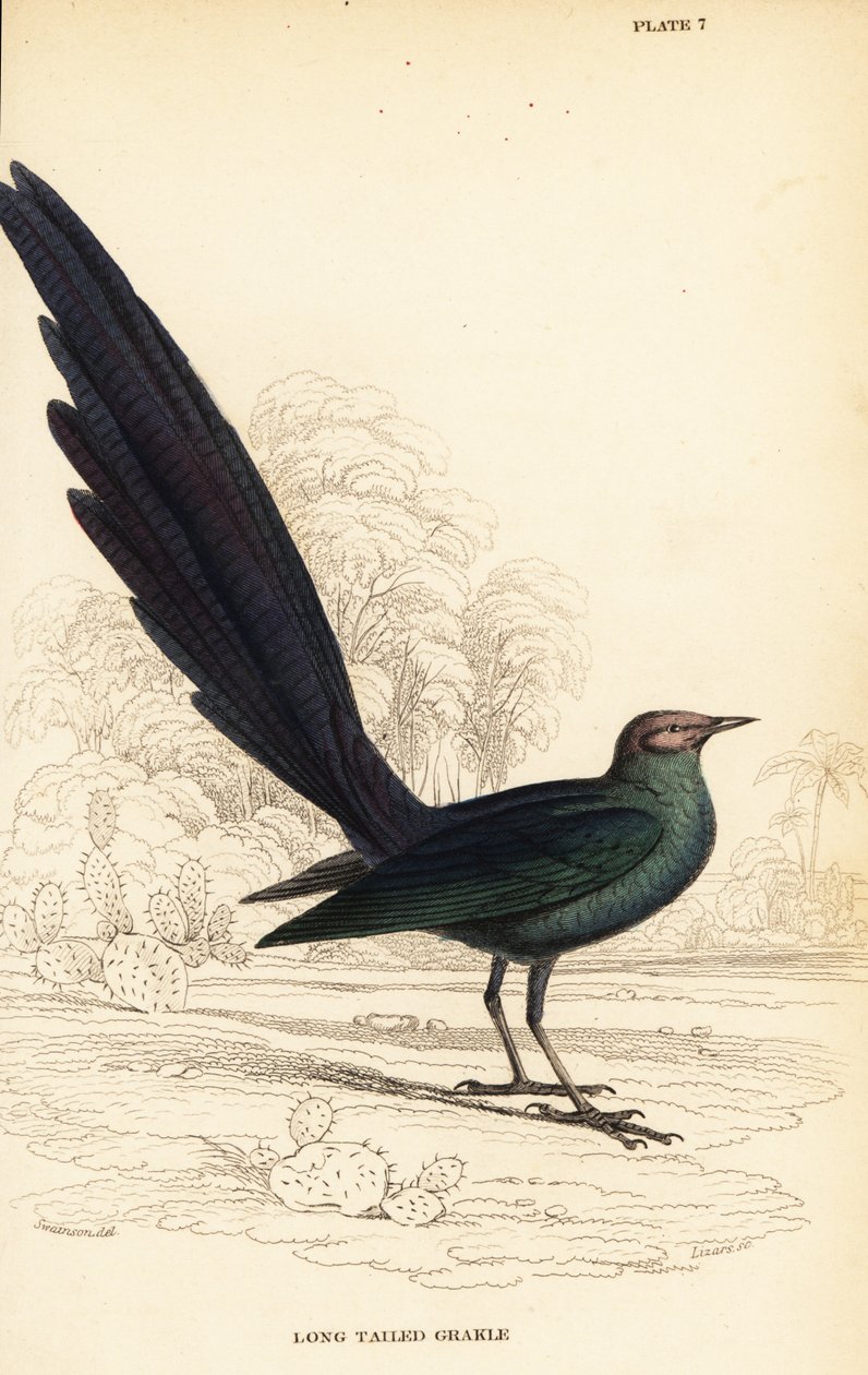 长尾有光泽的椋鸟，Lamprotornis caudatus 作者 威廉家蜥蜴队