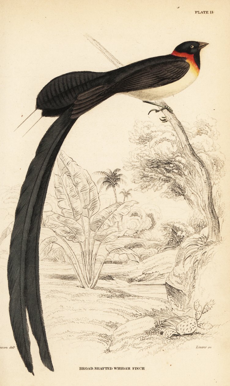 Long-tailed paradise-whydah, Vidua paradisaea 作者 威廉家蜥蜴队